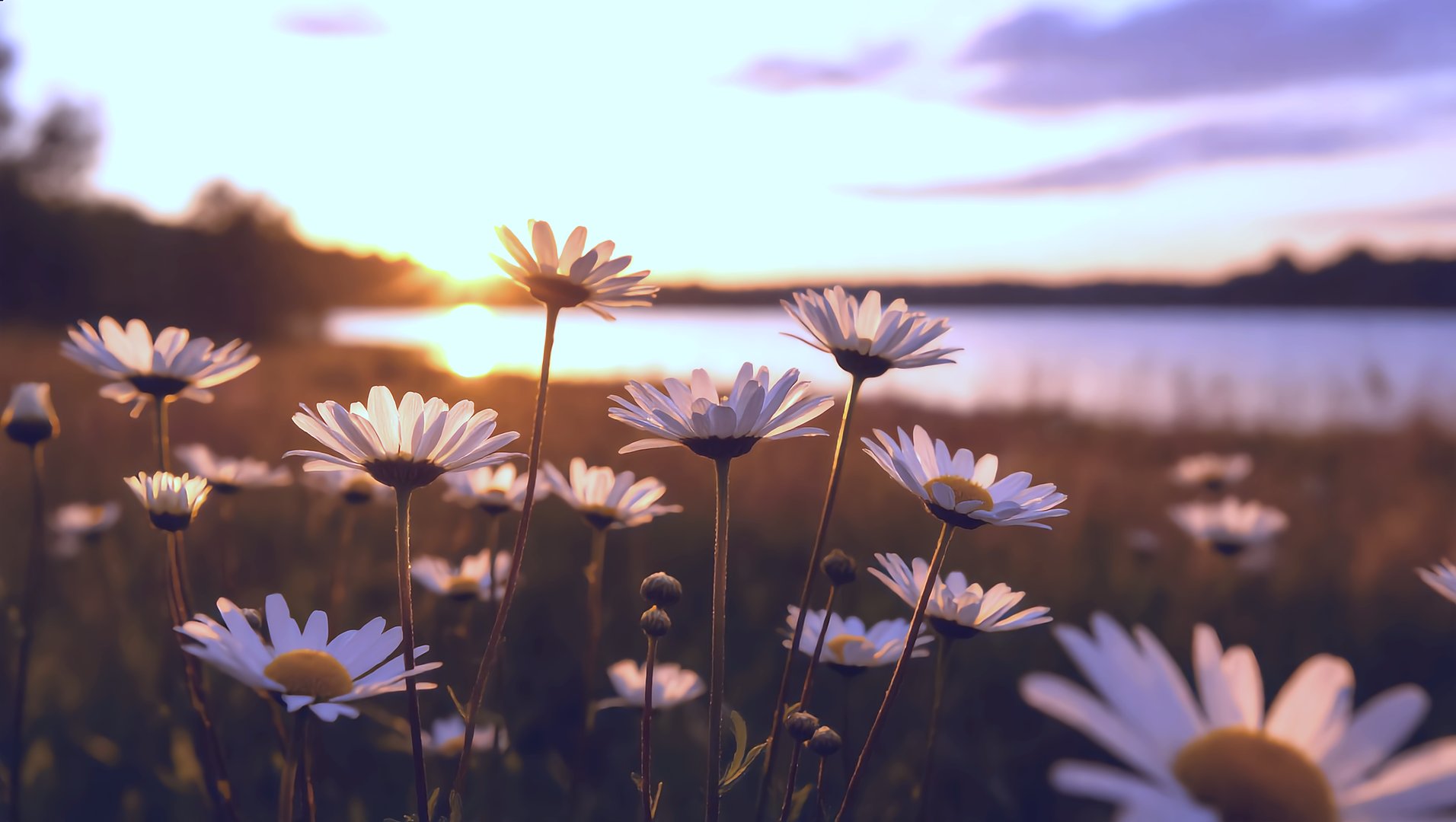 Auringonlasku puistomaisemassa AiOperaattori.fi-sivun taustalla